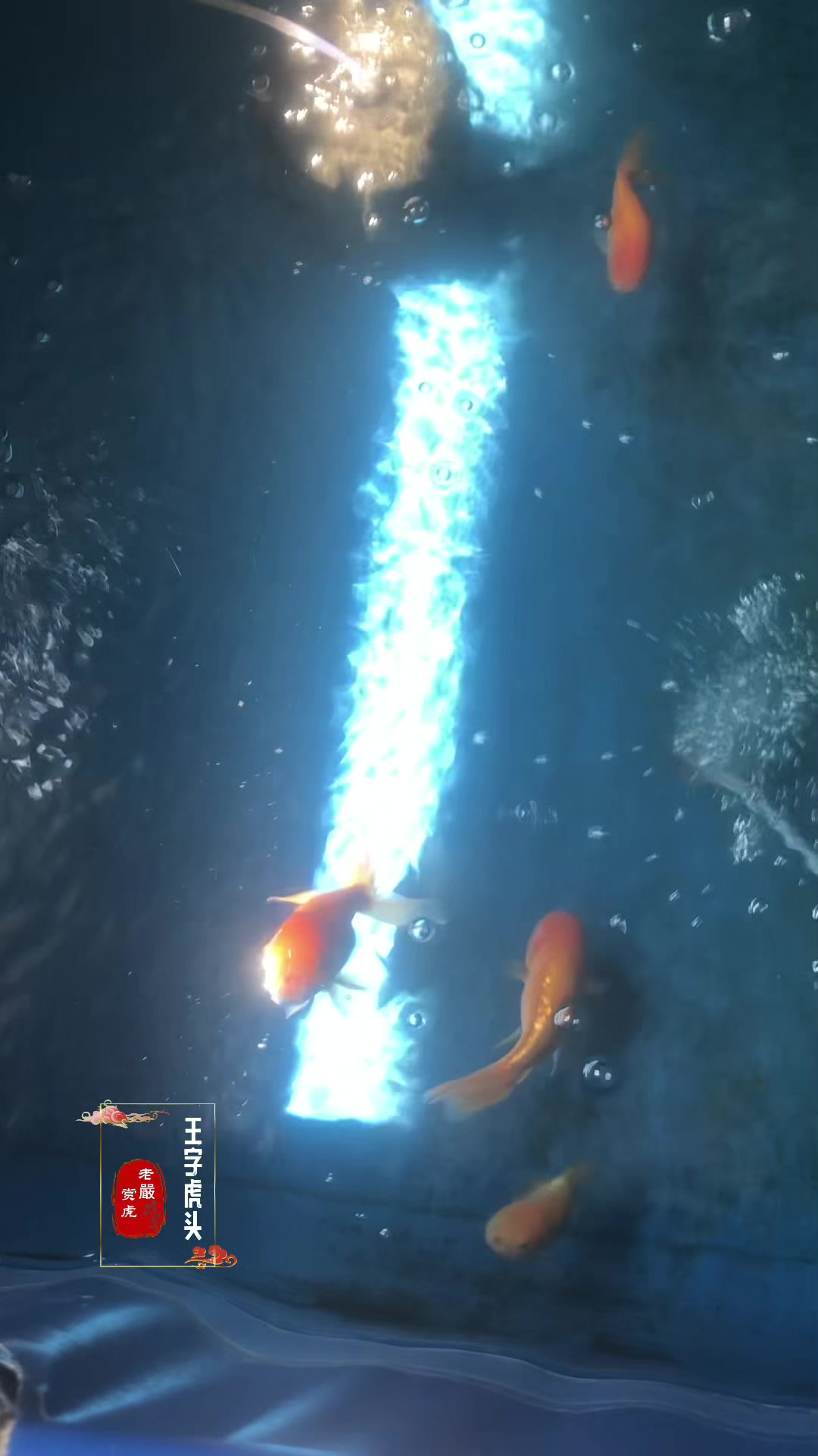 看金鱼能调节心情