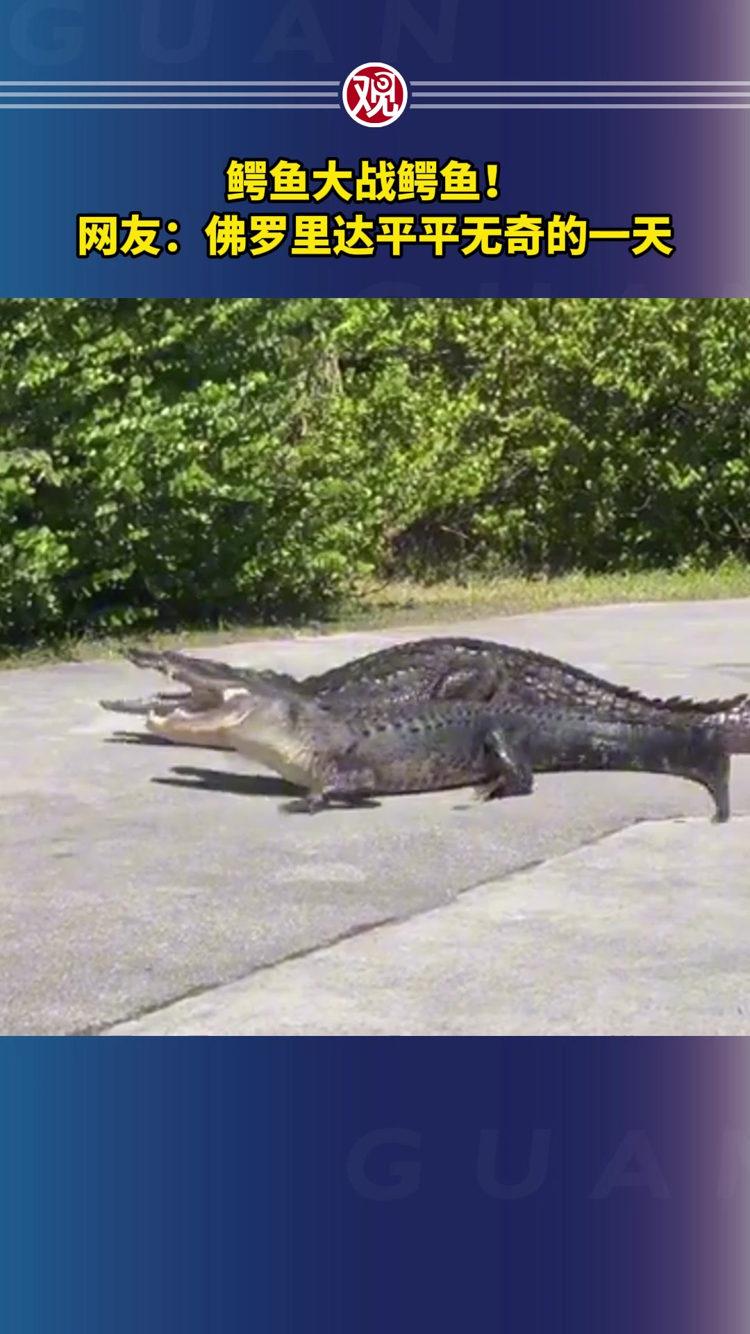 鳄鱼大战鳄鱼!网友:佛罗里达平平无奇的一天
