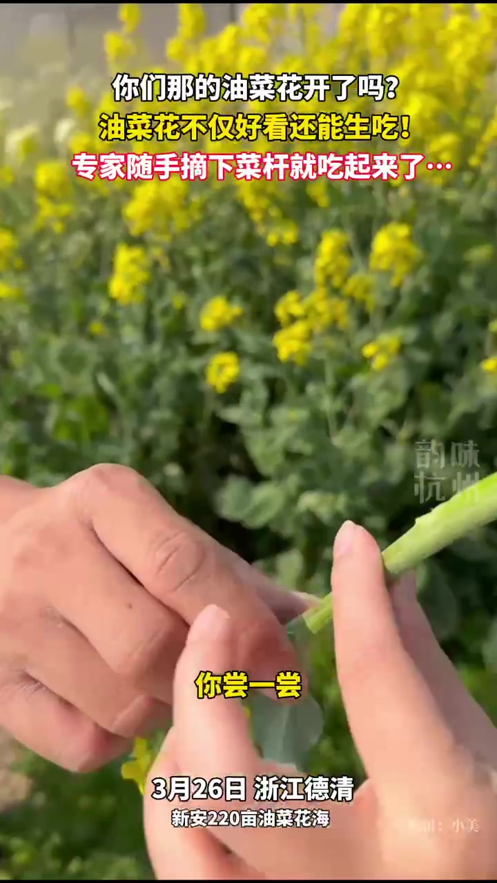 德清这片油菜花海不简单!藏着从颜值到产值的致富经