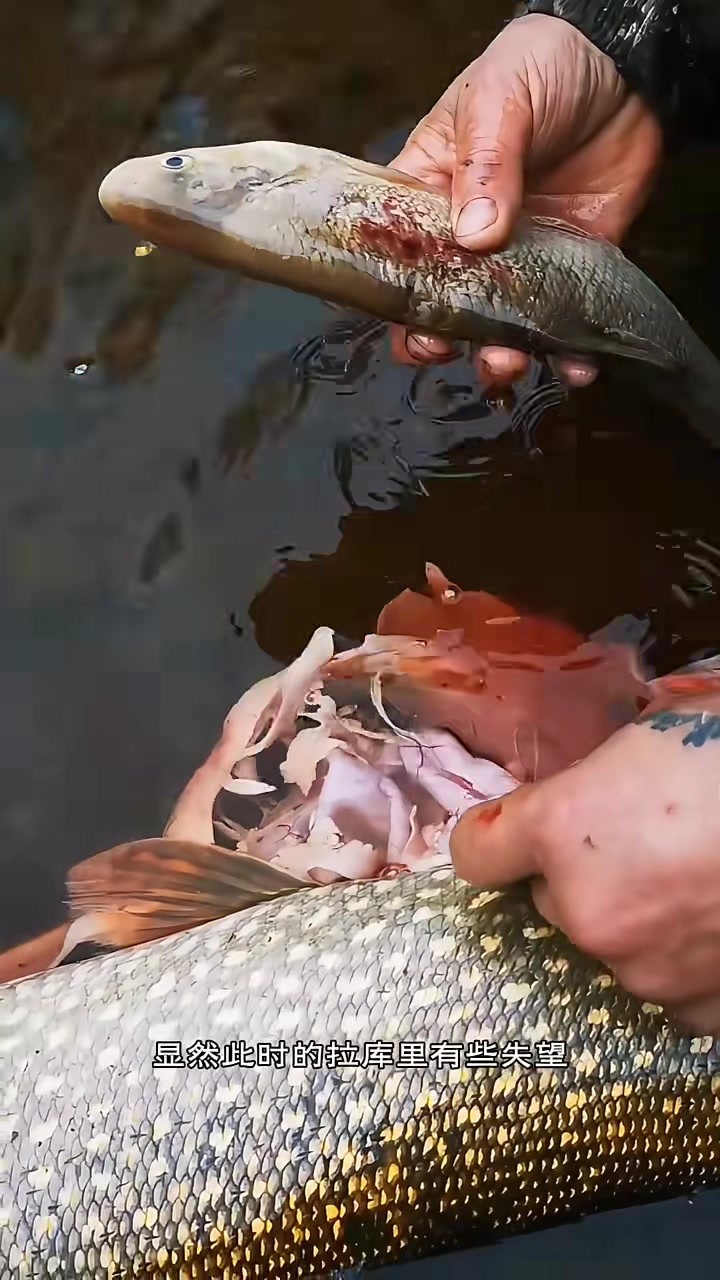 渔民捕获一条白斑狗鱼,没想到里面居然还有一条活的小鱼,简直不可思