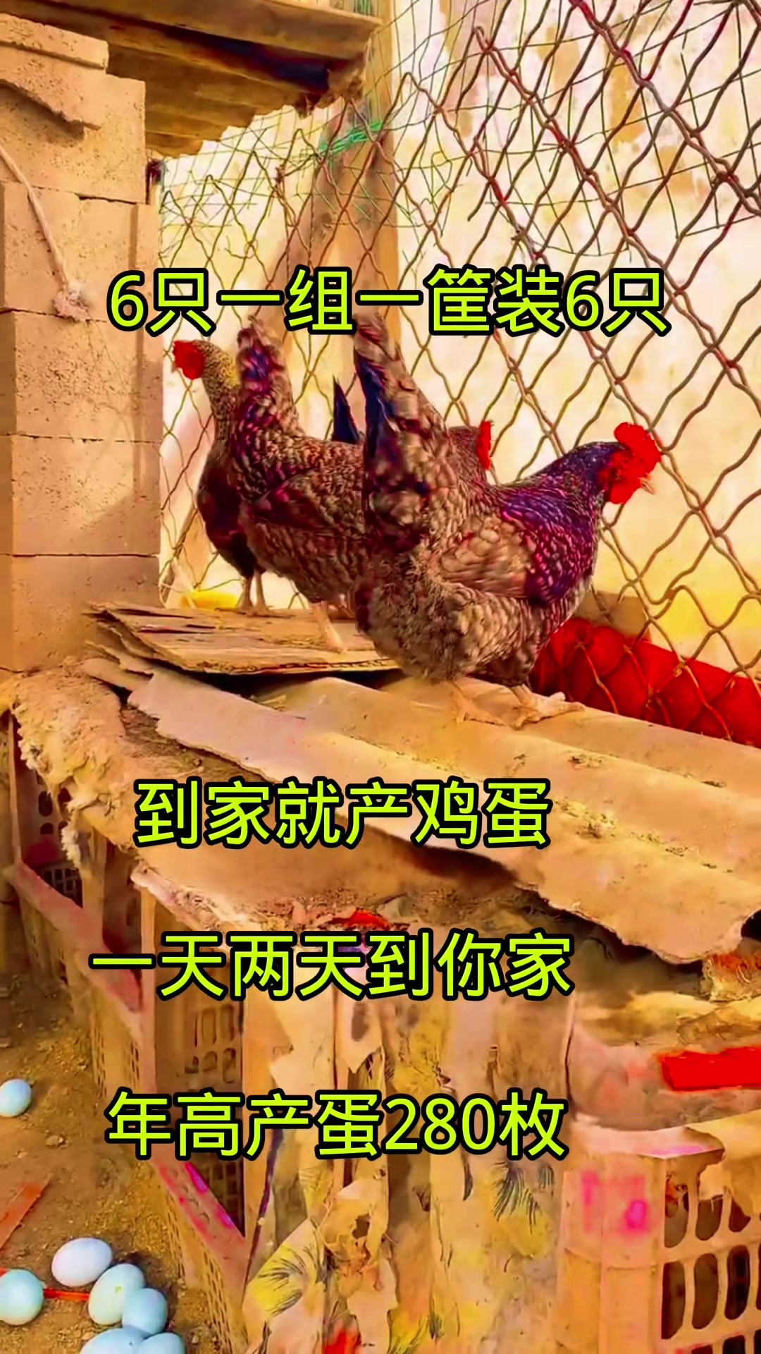 一天两天到你家纯种汶上芦花鸡