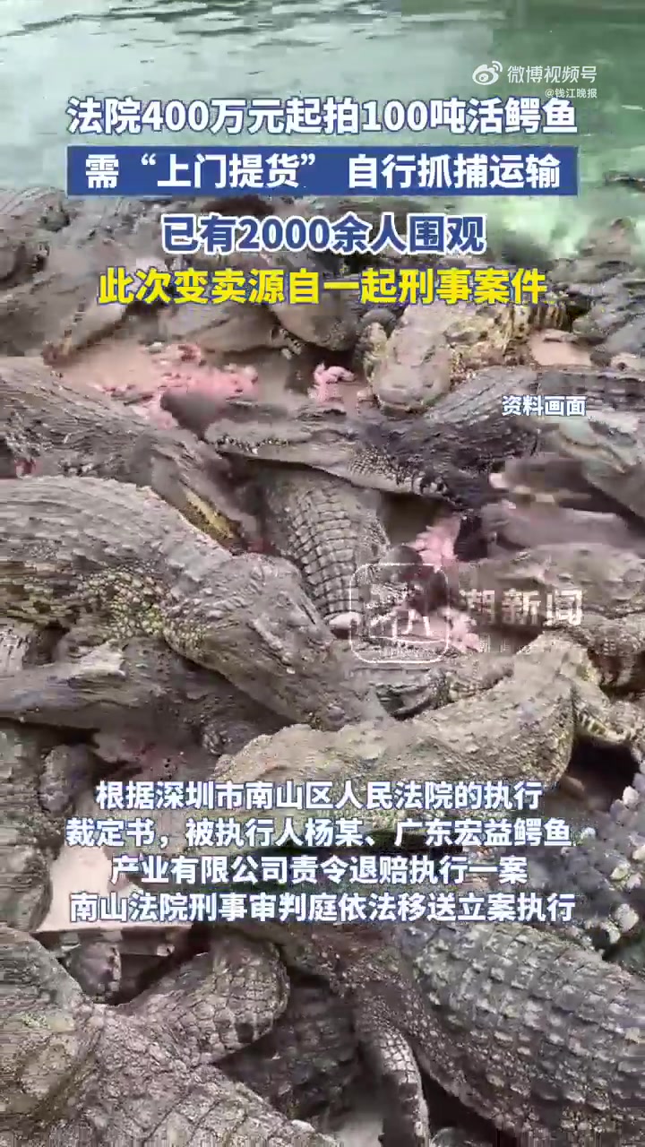 「100吨活鳄鱼被法拍需上门自提」法院在网上变卖活体鳄鱼,有100吨之多?是的,深圳市南山
