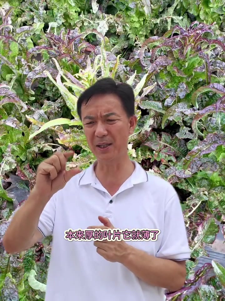 莴笋鸡爪子病一定要及时发现