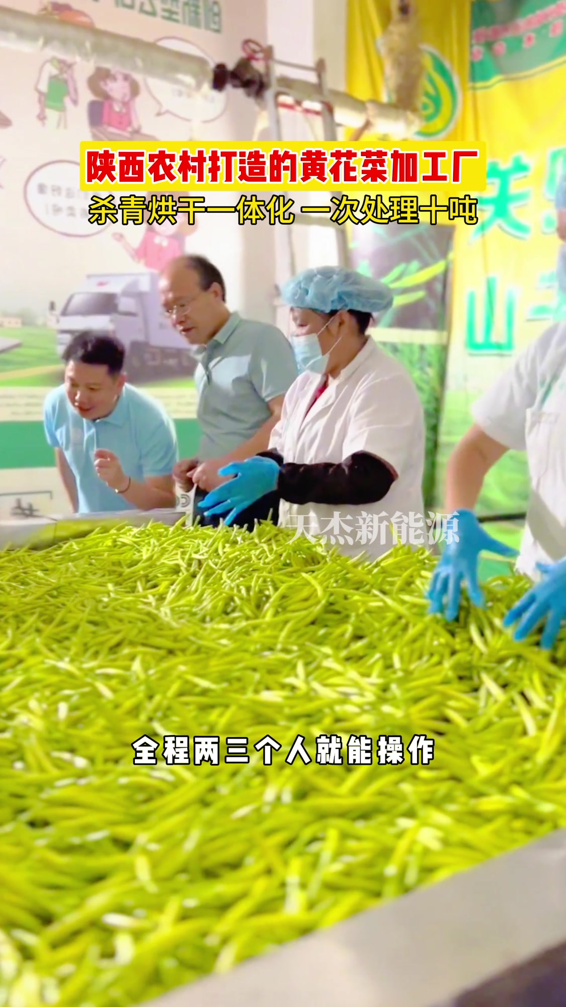 黄花菜烘干机,黄花菜杀青烘干生产线,黄花菜烘干