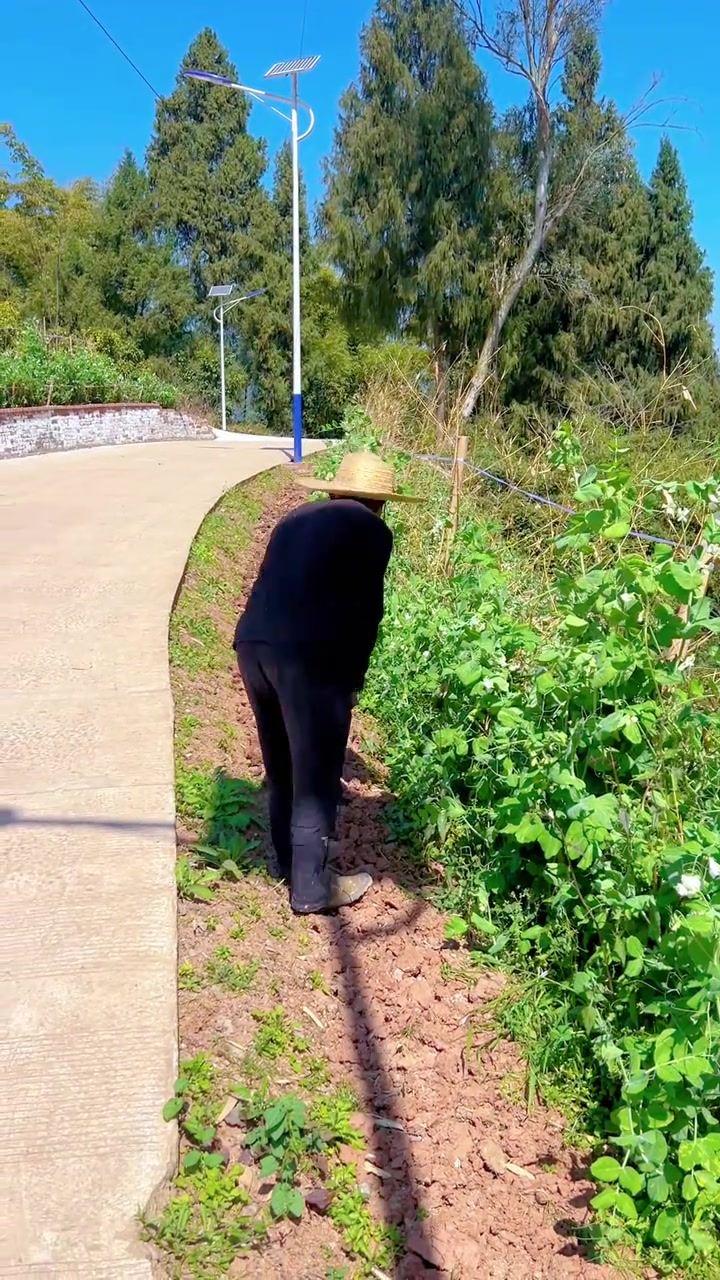 吃不完的花菜,我把它晒成了干花菜,年底用来炖腊肉,应该很香吧,有朋友吃过这道菜吗?