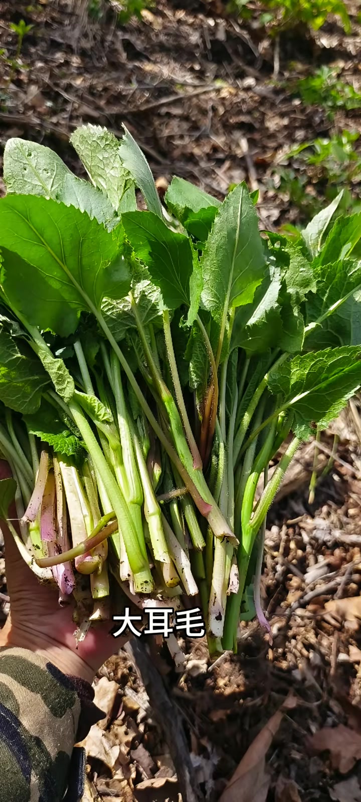 东北山野菜合集!