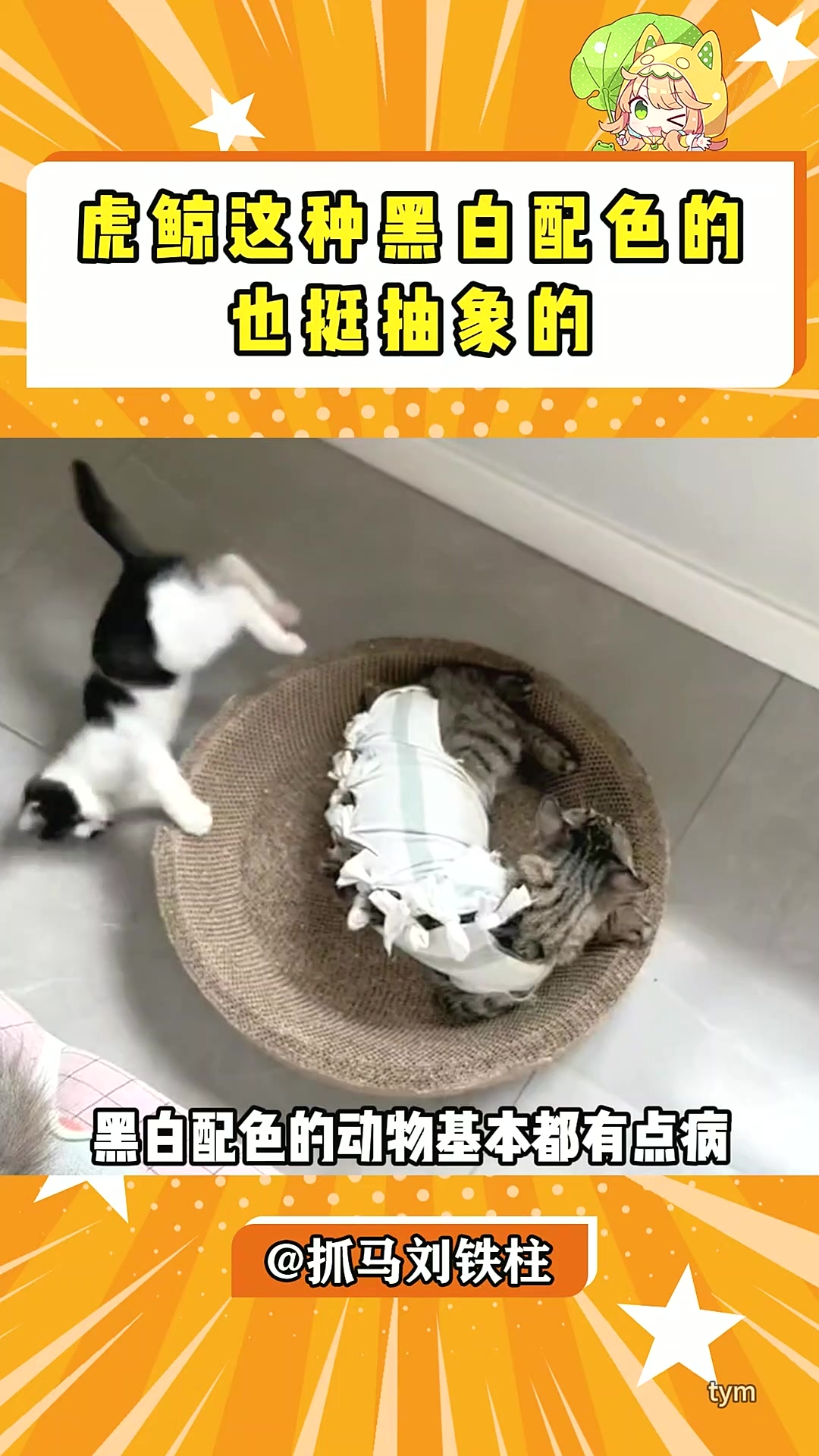 虎鲸这种黑白配色的也挺抽象的