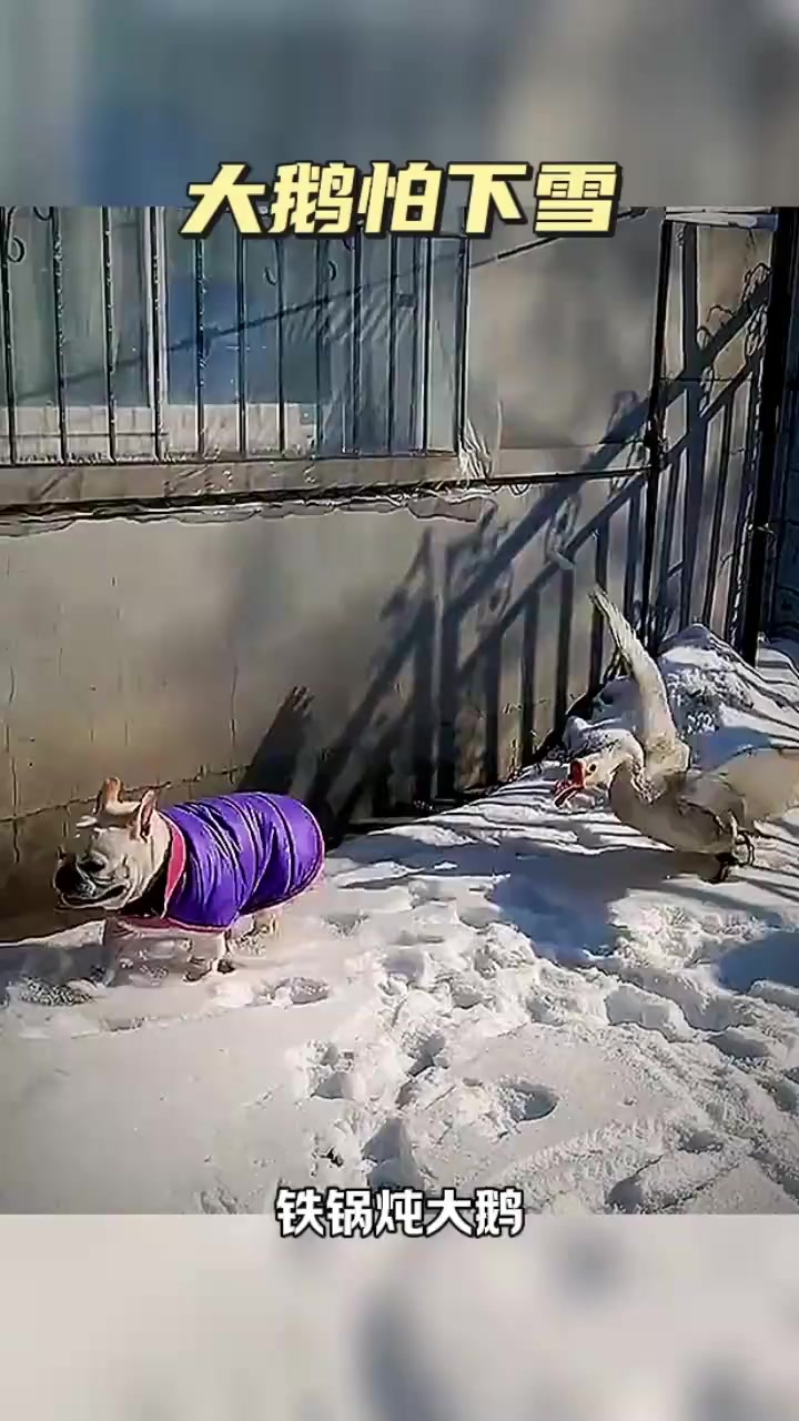 下雪天的对话:铁锅炖大鹅与追逐的幽默瞬间