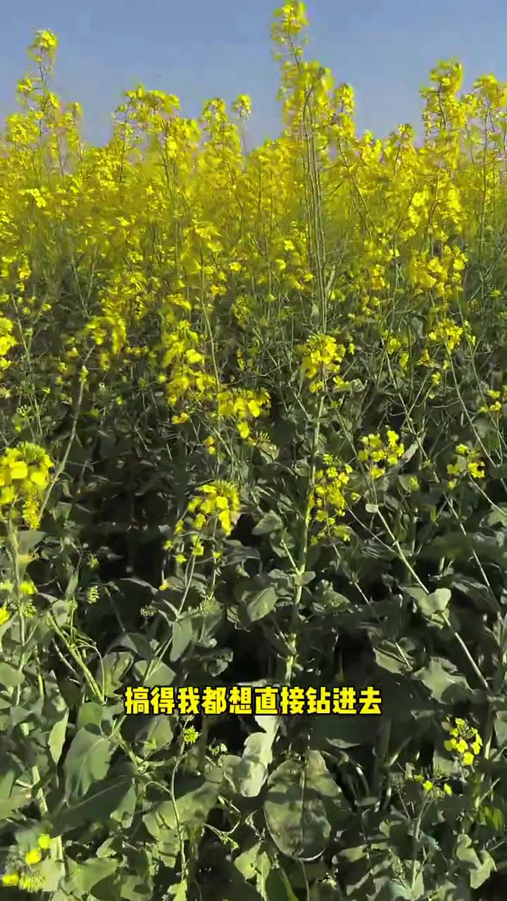 这个季节的油菜花真漂亮,但那个湖边还是有点吓人