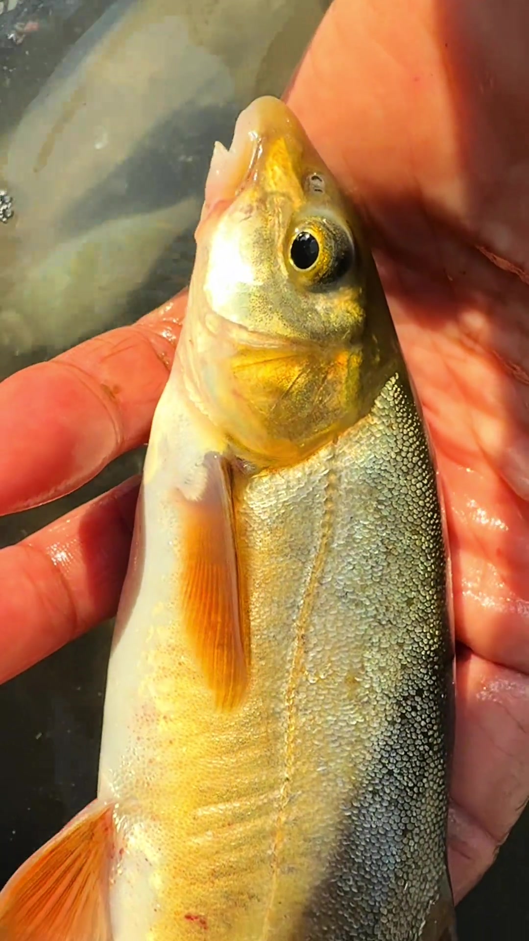 不知名的稀有鱼既然连杆,这鱼情风景太好了
