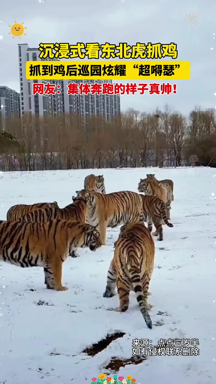 3月27日哈尔滨,沉浸式看东北虎抓鸡,抓到鸡后巡园炫耀“超嘚瑟”,网友:集体奔跑的样子真帅