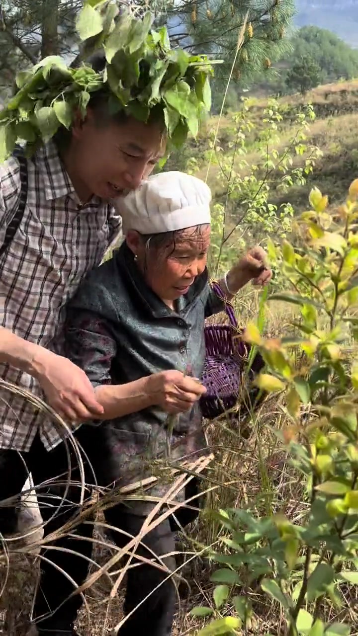 妈妈说想吃野菜了!陪同她去山上踩菊苔野菜吃