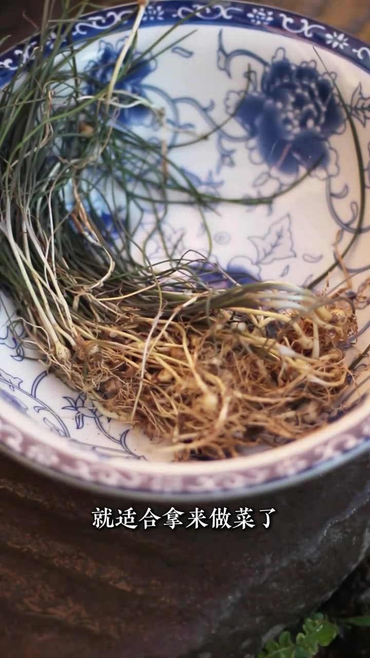 春回大地,这个菜中的灵芝—薤白可不要放过它!
