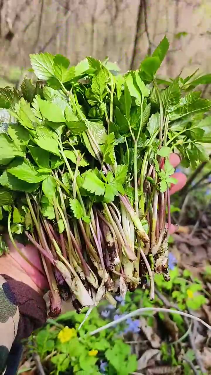 东北野菜你吃过几种?