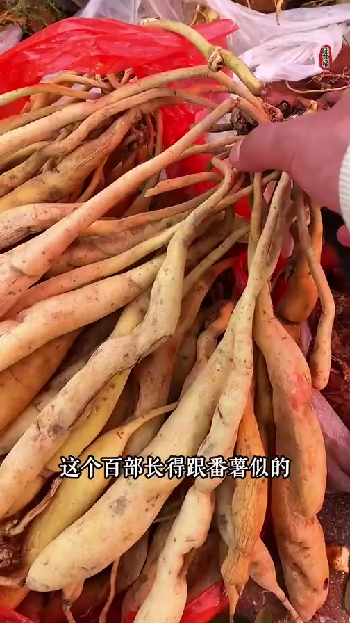 这是云南的炼丹圣地有上千种草药小红参鸡血藤黄精、回春草