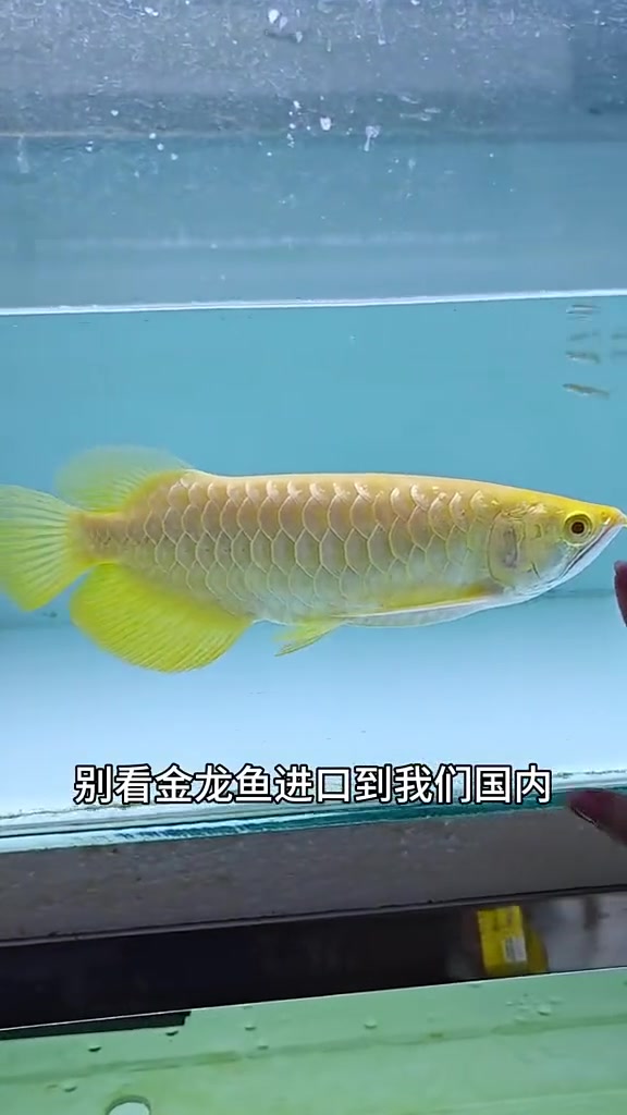 到金龙鱼的原产地,看小龙鱼宝宝的生长过程