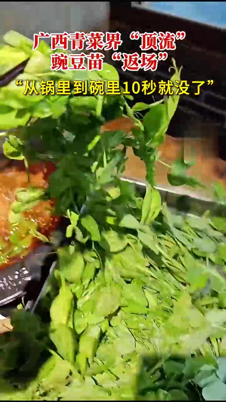 广西青菜界“顶流”豌豆苗“返场”,“从锅里到碗里10秒就没了”