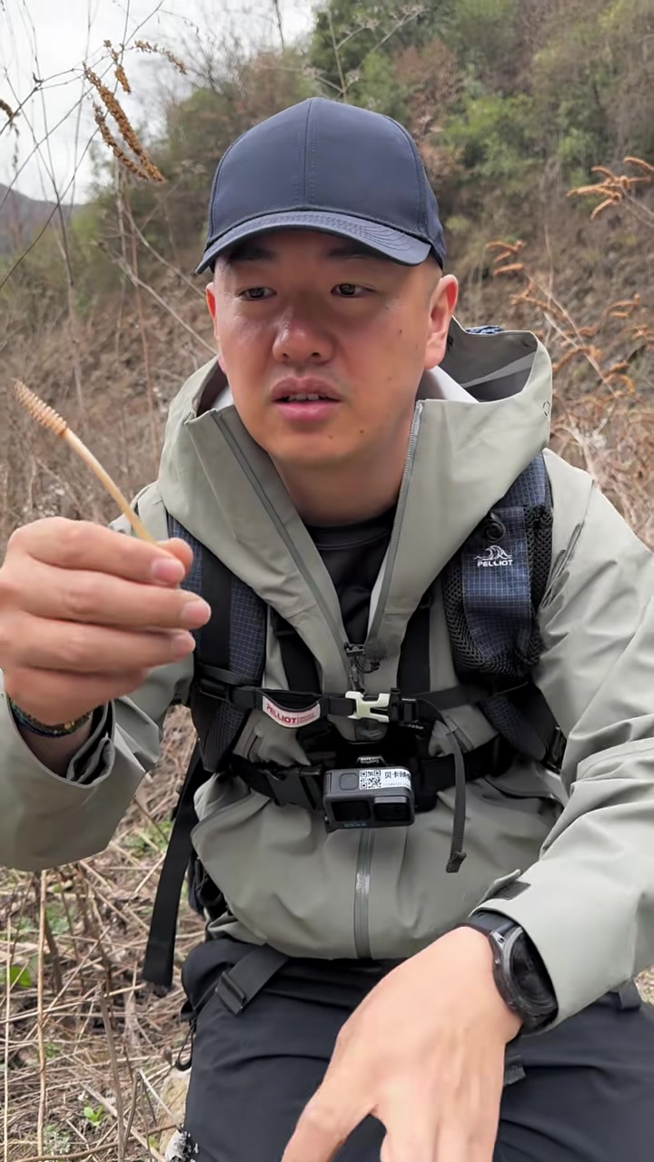 樱桃小丸子喜欢的野菜竟然有毒?