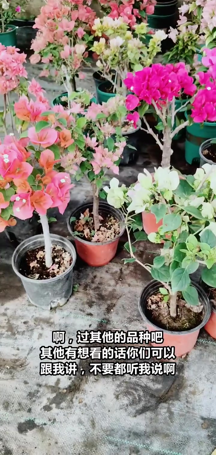 直播间特惠!四季开花的鸡小桃品种,快来选购!