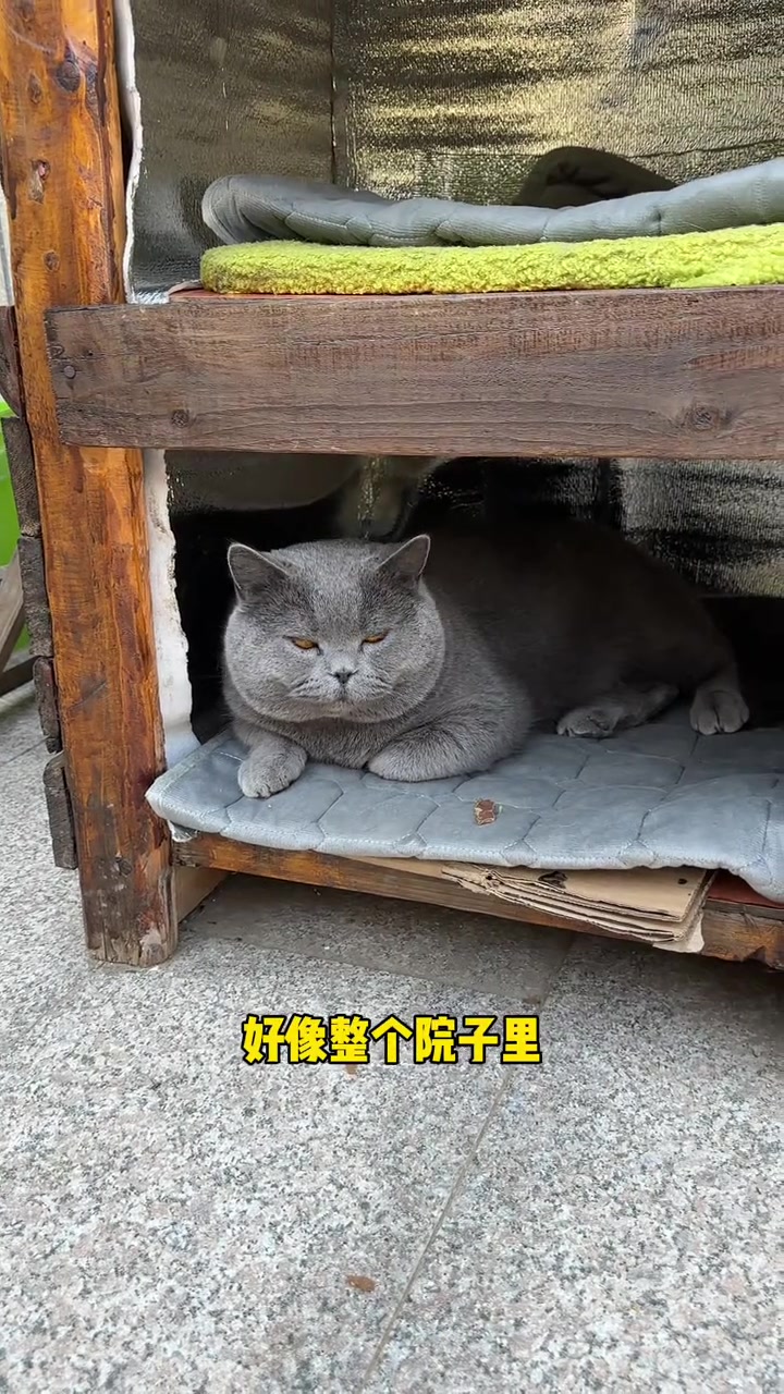 汤圆:整个院子里除了我这个动物不快乐,其他都挺快乐的