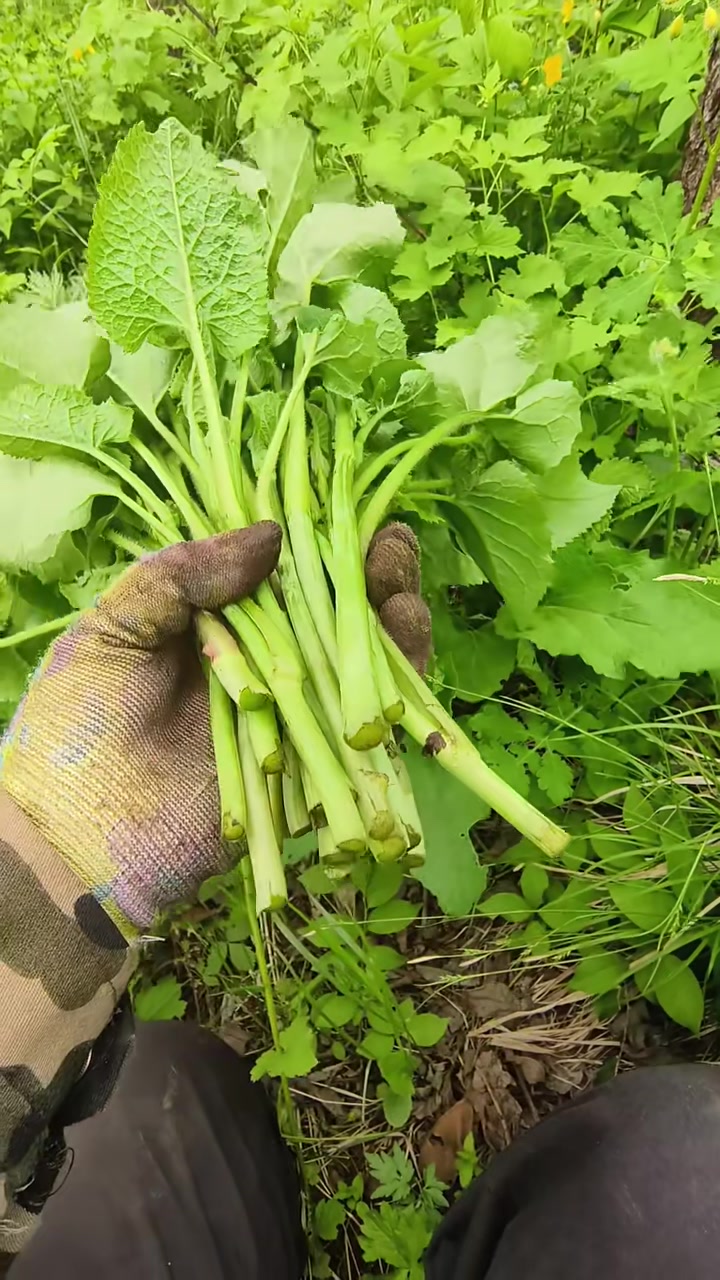 东北野山菜,你认识几种?