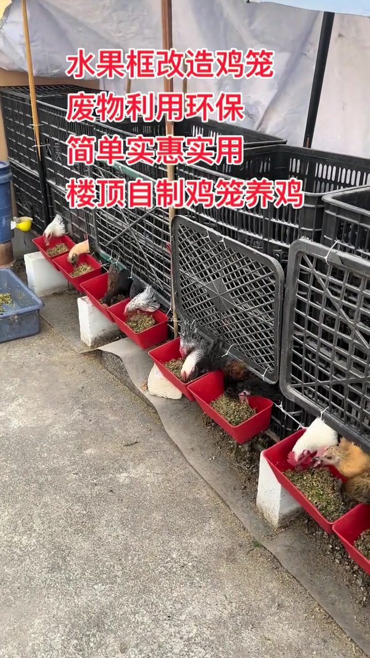 废物利用,环保鸡笼鸡儿们的新家,环保又实用!鸡笼大改造,绿壳蛋鸡的新家,环保又温馨!快来点