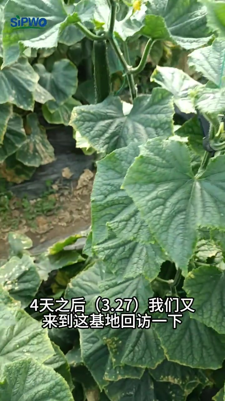 司普沃功能肥-司普沃水溶肥-云南弥渡黄瓜
