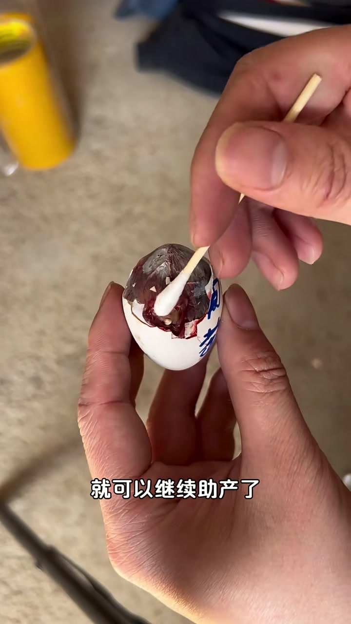 大红袍玫瑰鸡小的时候长什么样子呢?我孵化的大红袍玫瑰鸡出壳啦