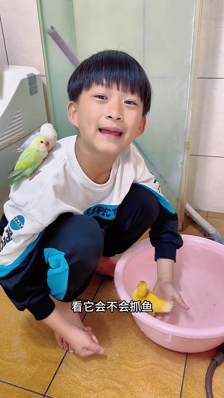 今天是小柯尔鸭出来的第六天了,要让他去体验一下游泳,小鸭子不游泳长大后就怕水了!