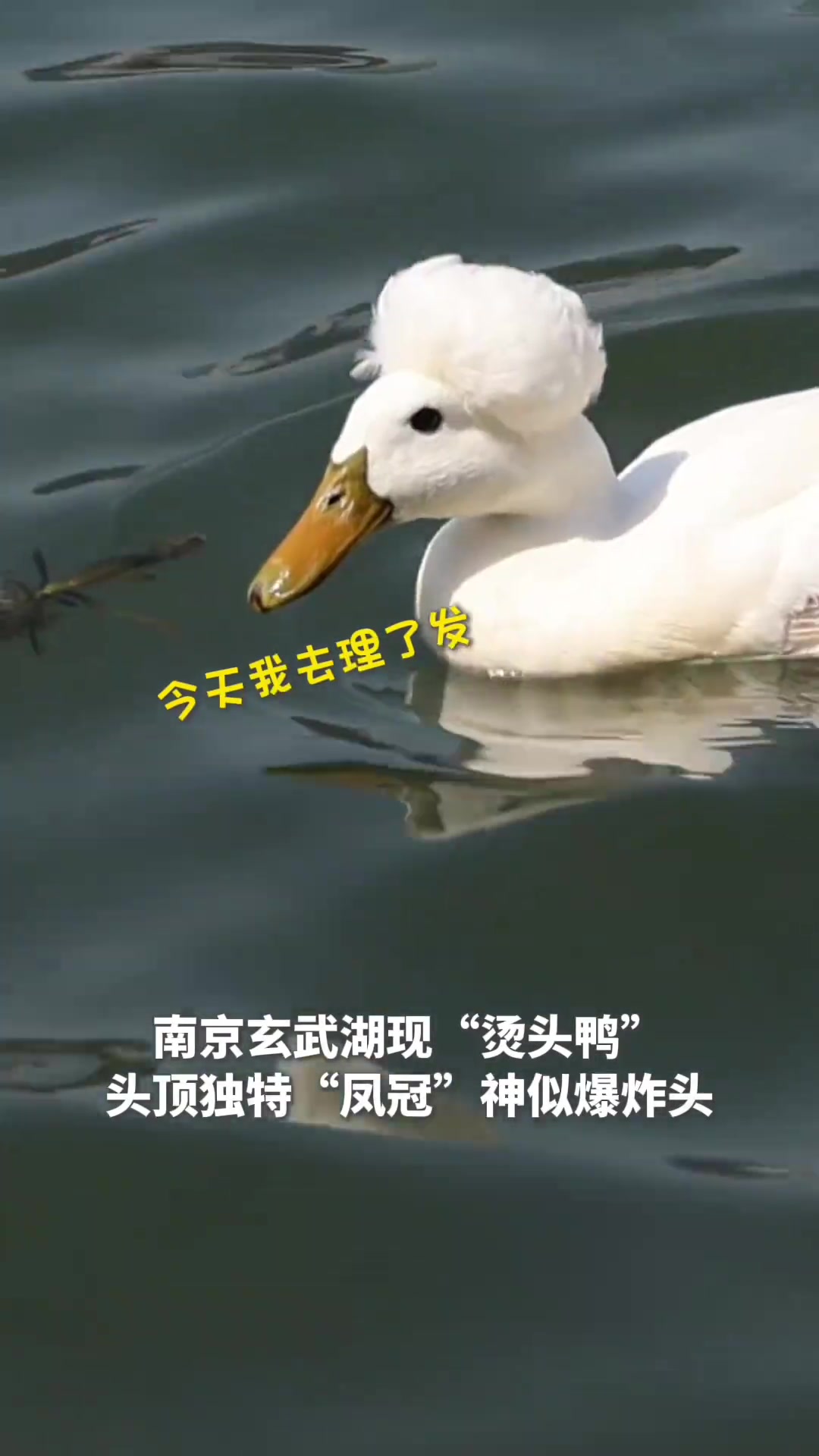 Tony老师在吗!想get玄武湖凤头白鸭同款发型@不羁