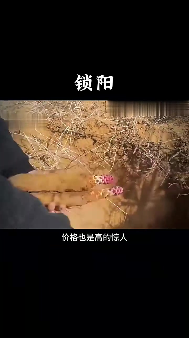 沙漠有“双雄”:锁阳和肉苁蓉。今天就带你认识一下“沙漠双雄”之一的锁阳