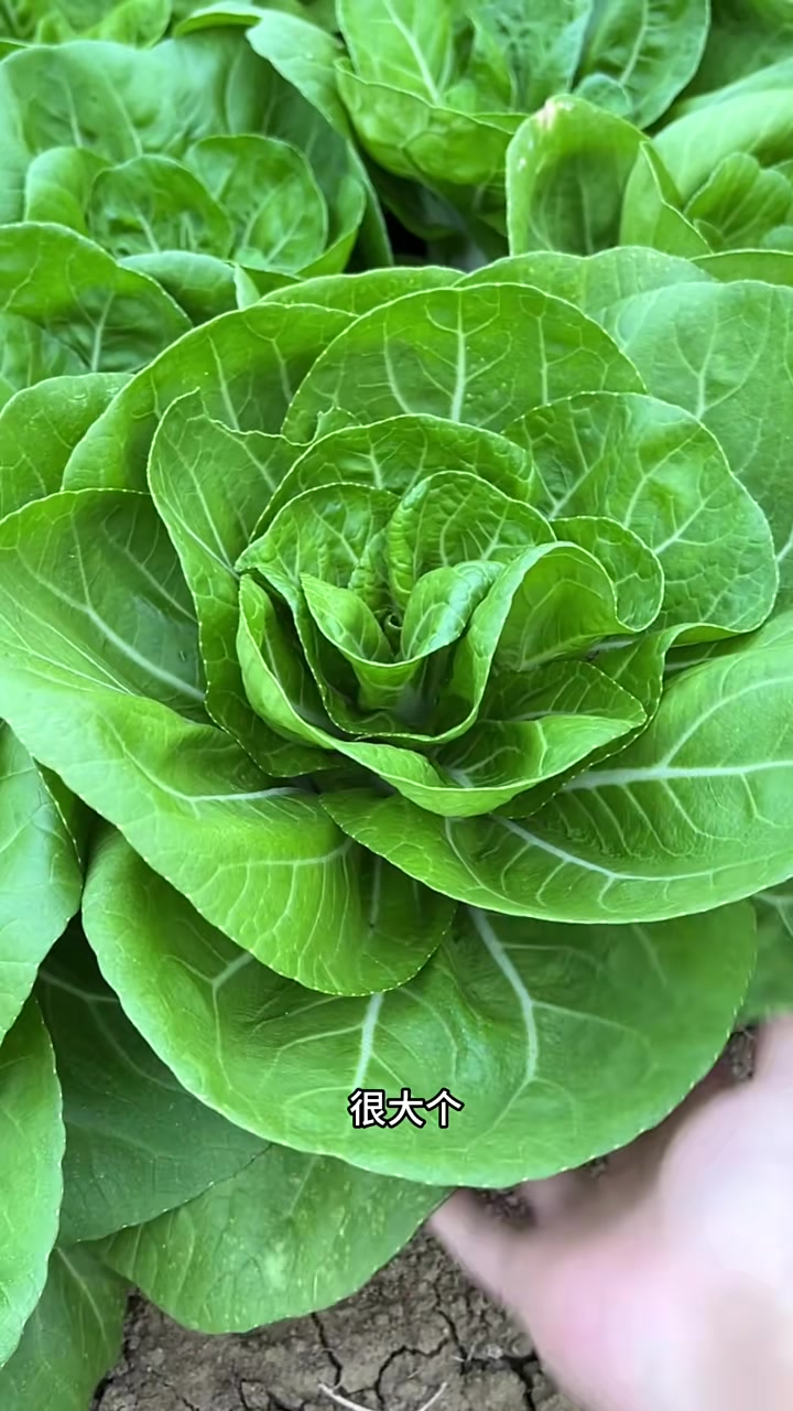 小姥姥的菜园子,四季都是满满的,每天吃菜就像翻牌子