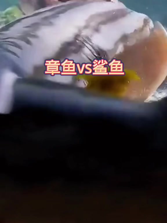 章鱼VS鲨鱼