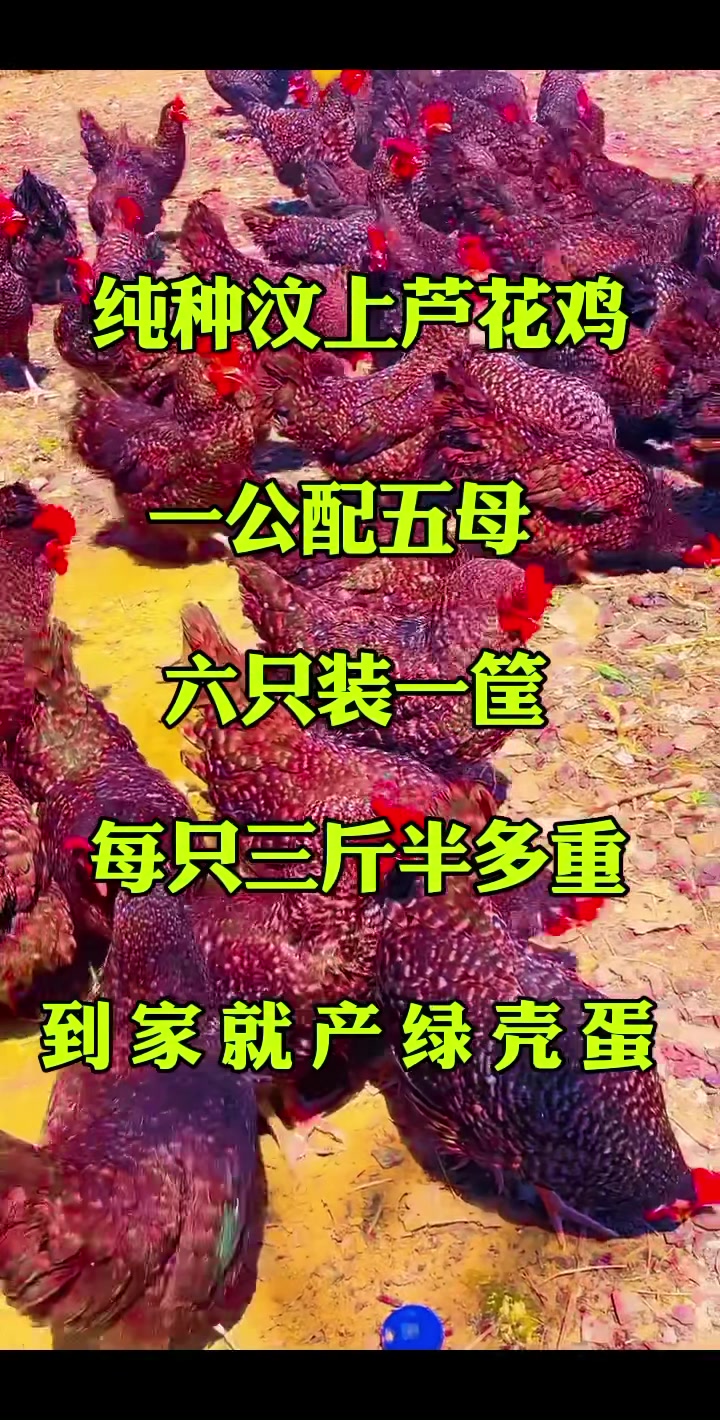 纯种汶上芦花鸡产的绿皮蛋