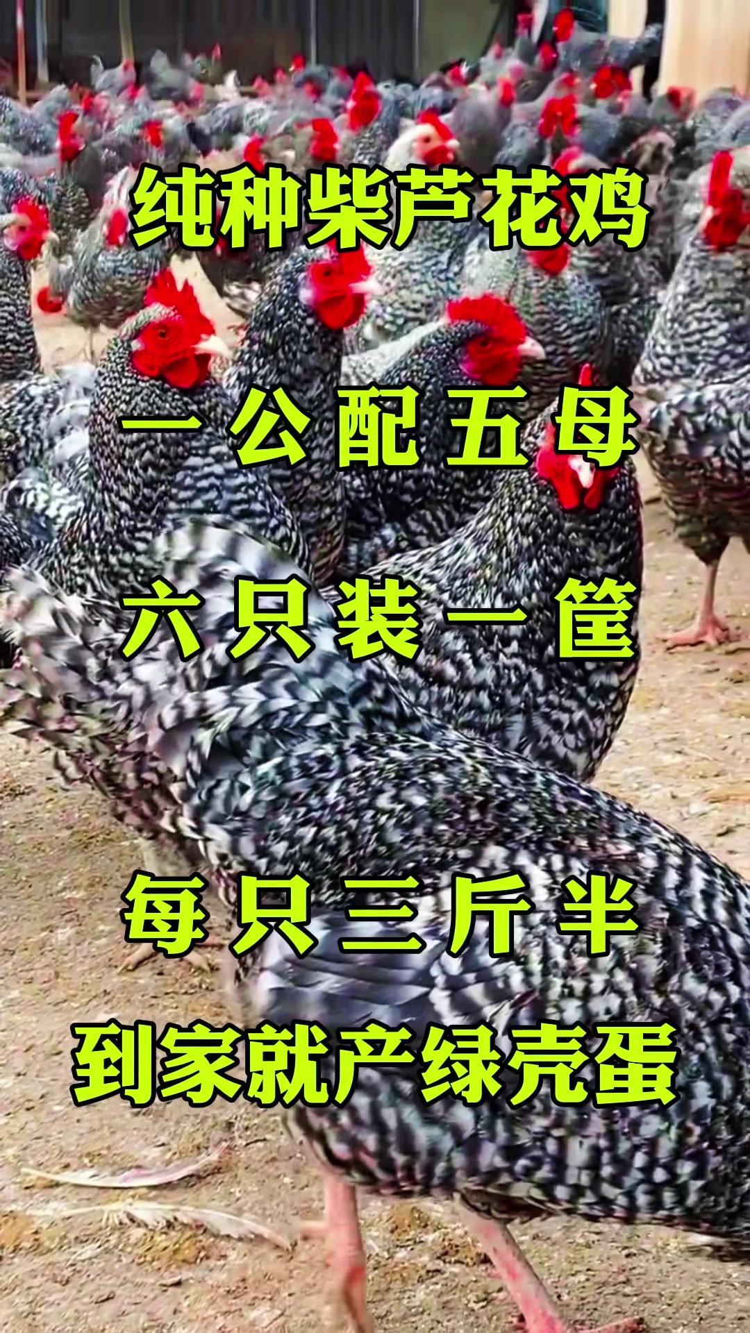 纯种汶上芦花鸡下绿皮蛋