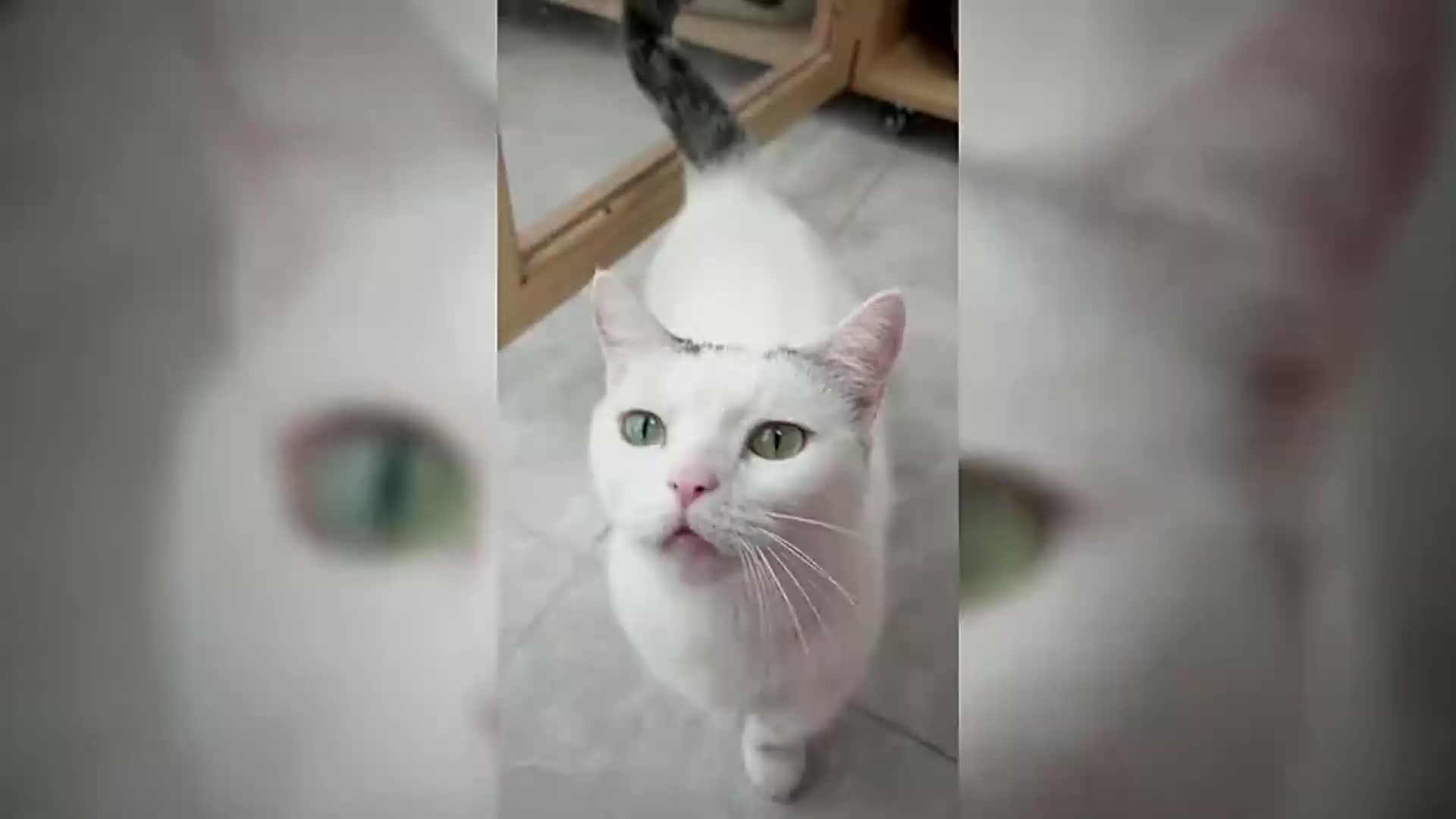 让猫咪沉迷的好零食,肯定没有添加剂啦