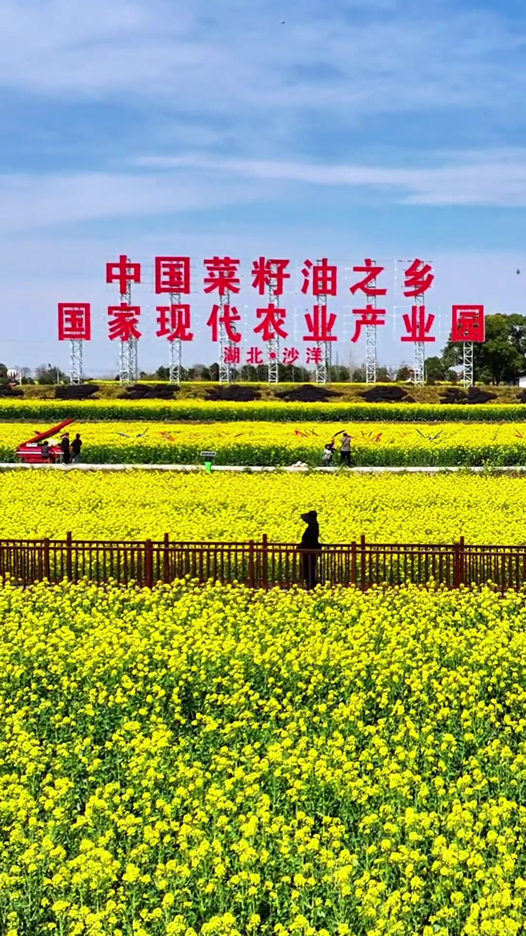 热烈祝贺荆门一年一度的沙洋油菜花节成功举办!