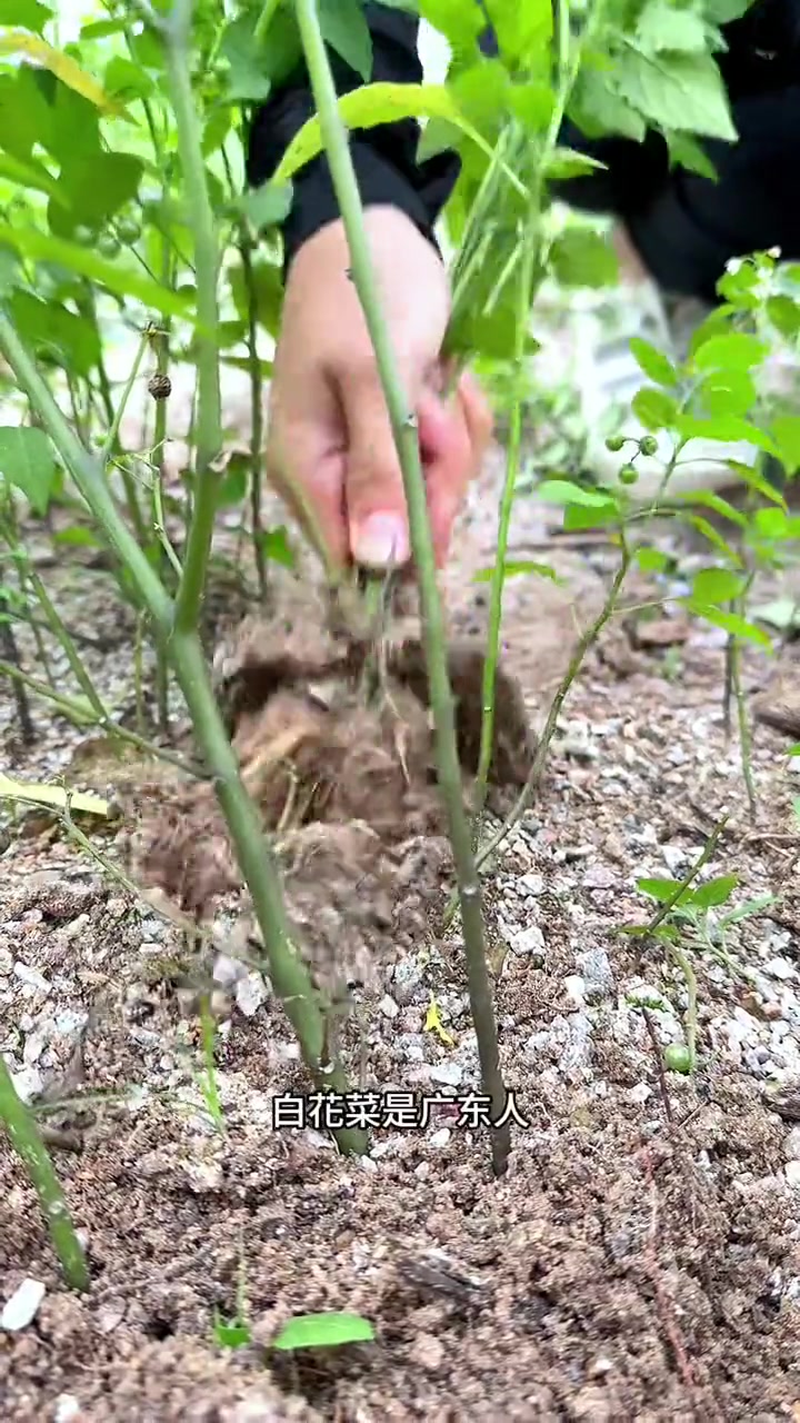 白花菜也叫龙葵,村里的老先生喜欢采收它的根茎回家晒干