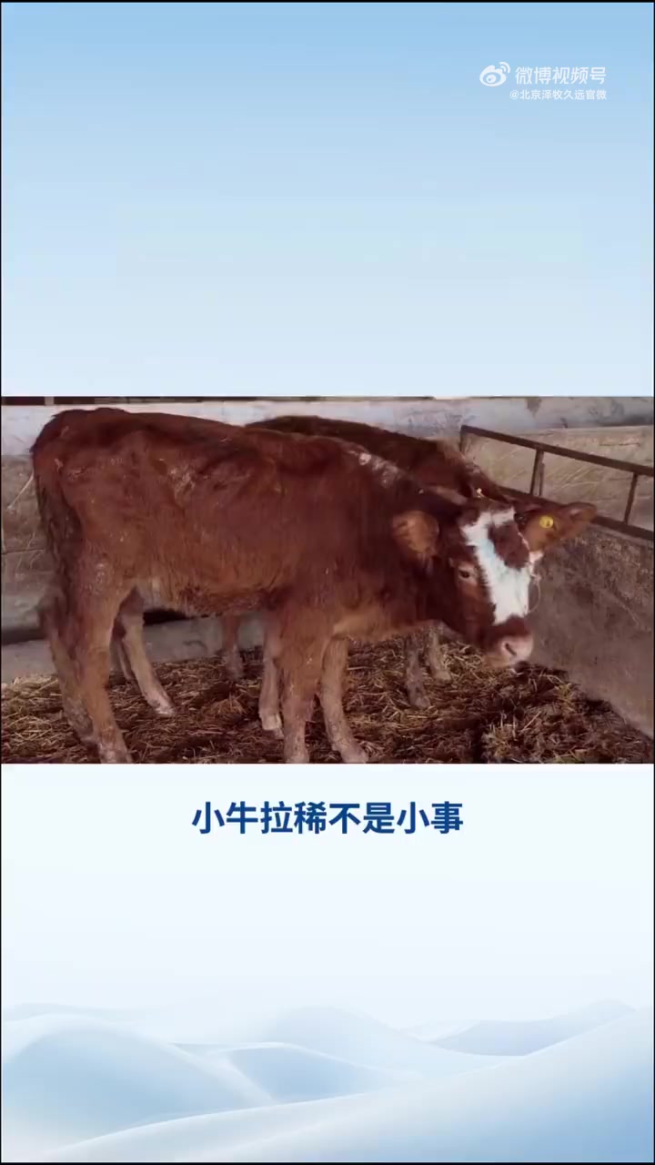 小牛拉稀不是小事!犊牛白痢3天内死亡率超50%,活下来的也容易变“僵牛”!该如何防治呢?