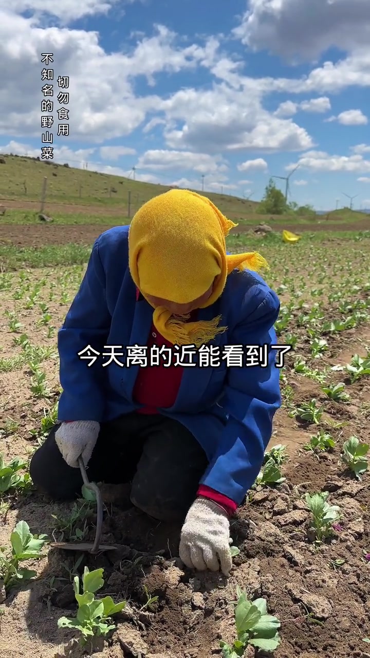 今天去地里挑了点儿甜苣菜回来老妈给做的甜苣洞洞,凉拌甜苣,甜苣蘸酱弄了个甜苣宴