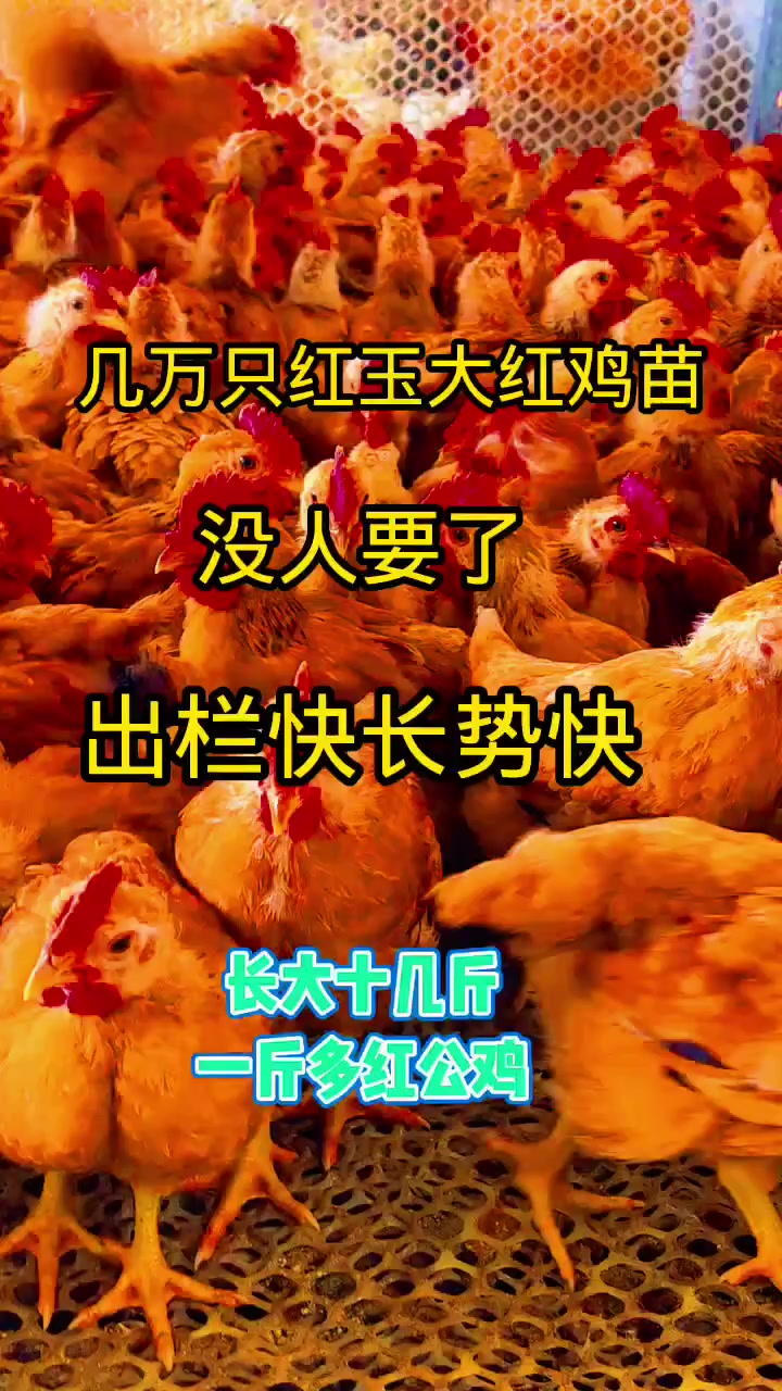 几万只大红公鸡喂五谷杂粮长大
