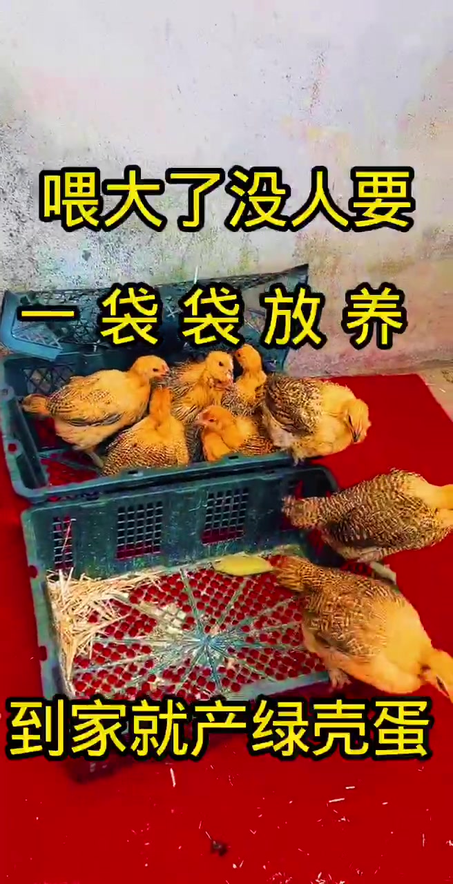 麻羽绿壳蛋鸡吃五谷杂粮