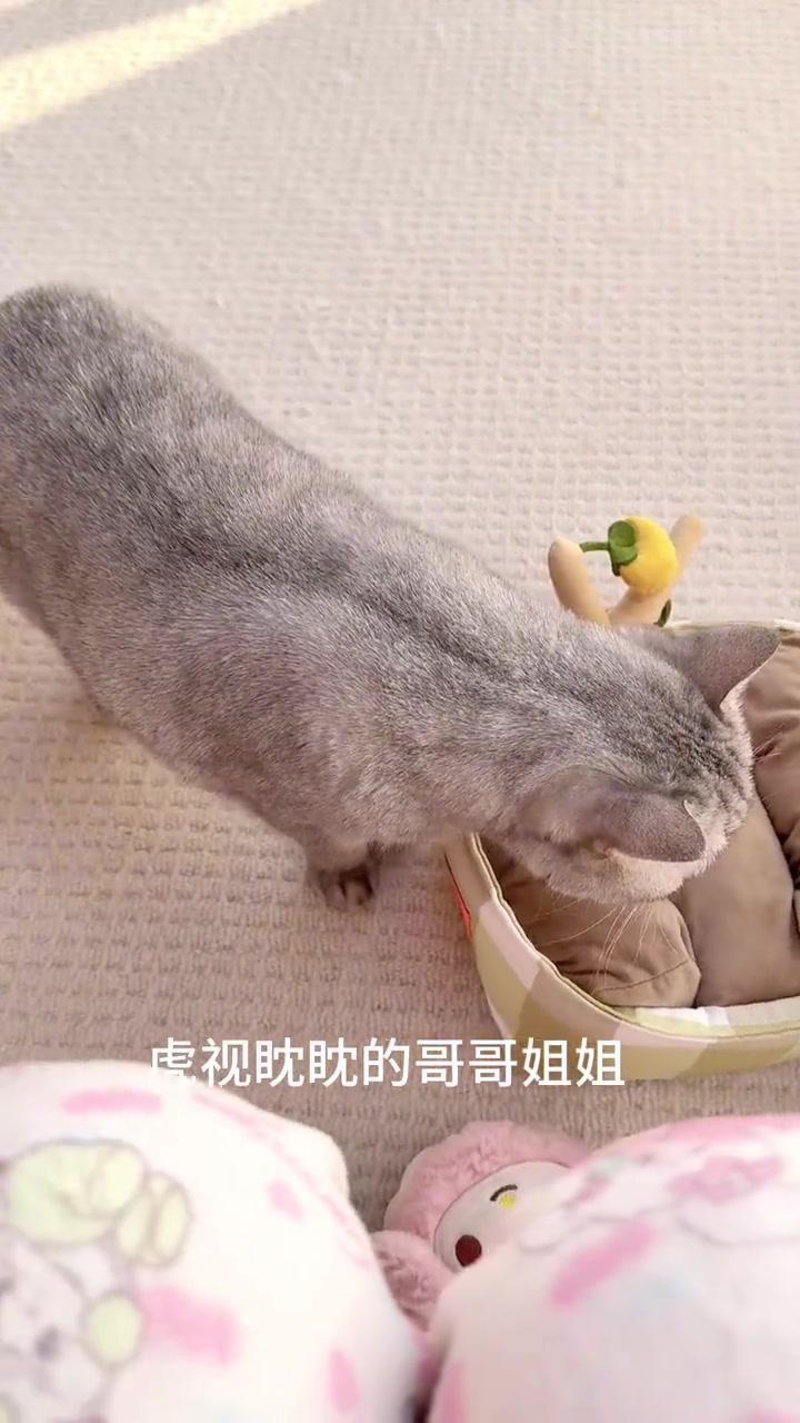 自制嘎嘣脆的猫狗零食,沉浸式烘干鸡胸肉