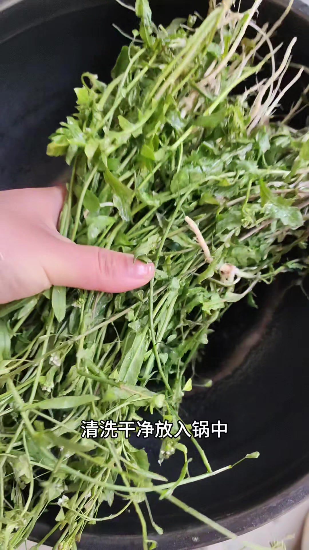 阳春三月三荠菜赛仙丹!老人用开花老荠菜煮鸡蛋,好处多多