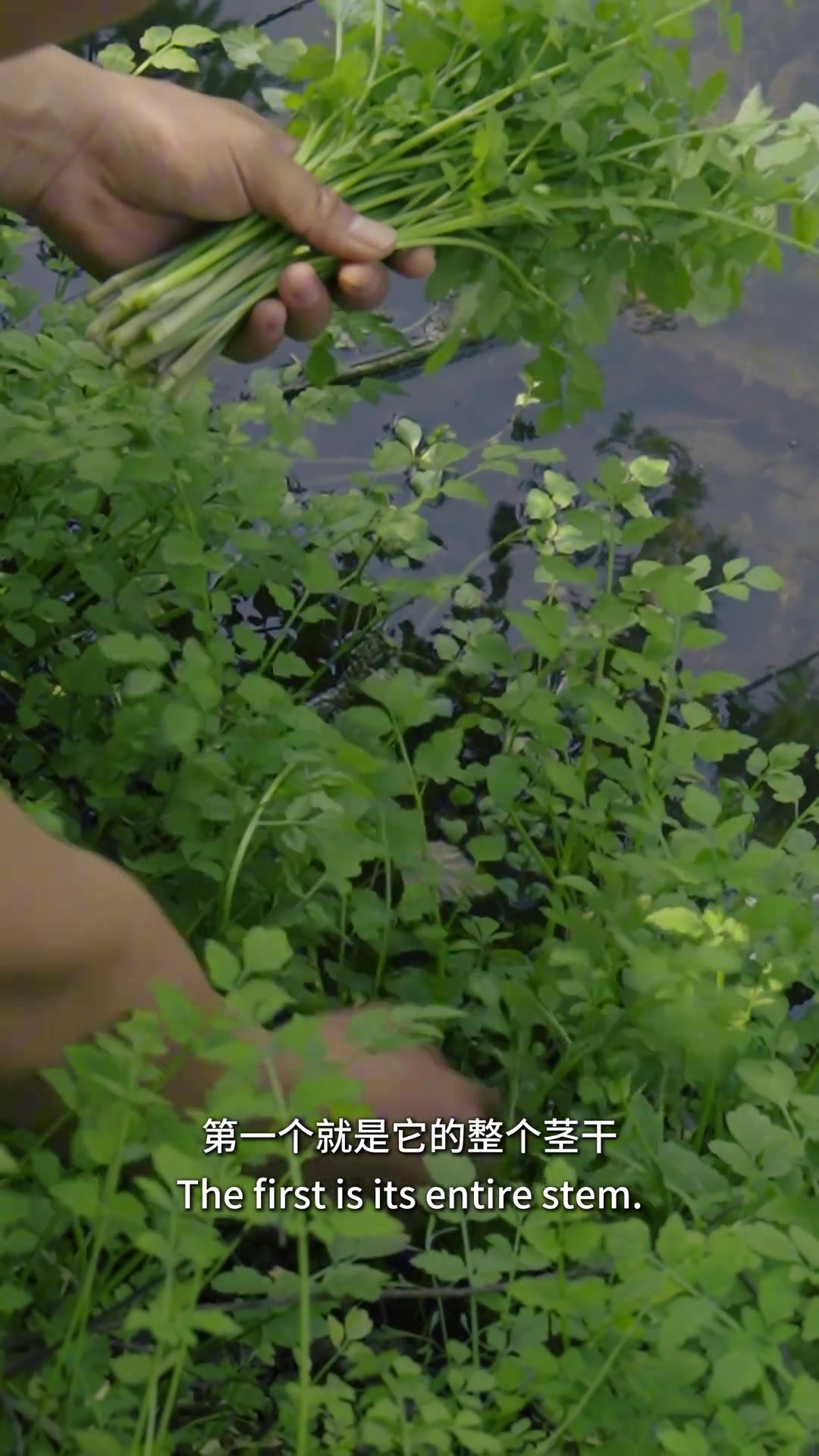 野菜家族易误采的水芹菜,如何与毒芹菜识别?