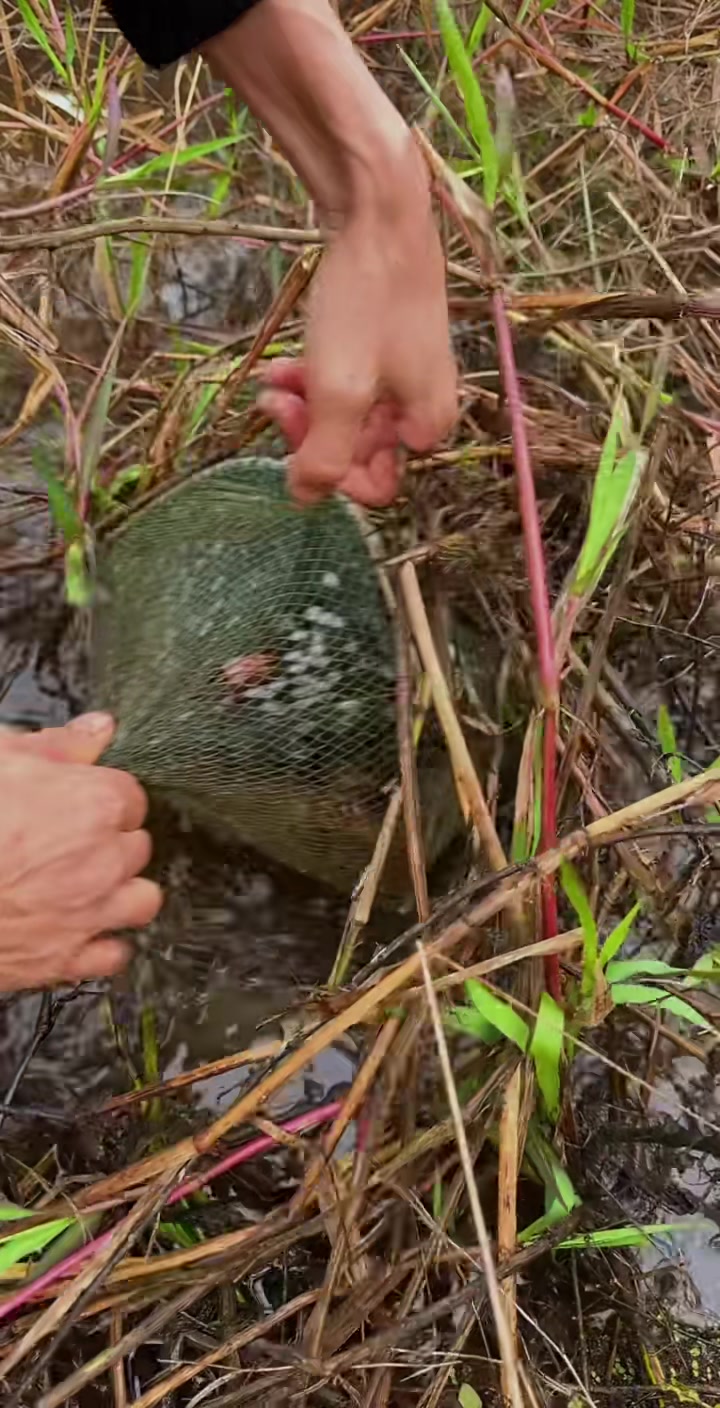 昨天下的地龙,今天就降温了,粉丝花200块包的18个地笼,收获还行菩萨鱼很多