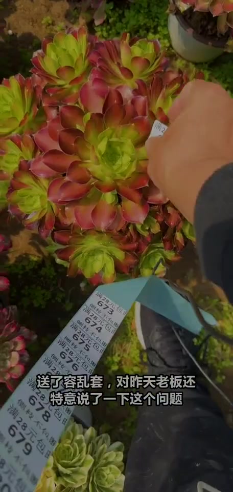 直播间特惠!限量花脸粉黛,快来抢购!