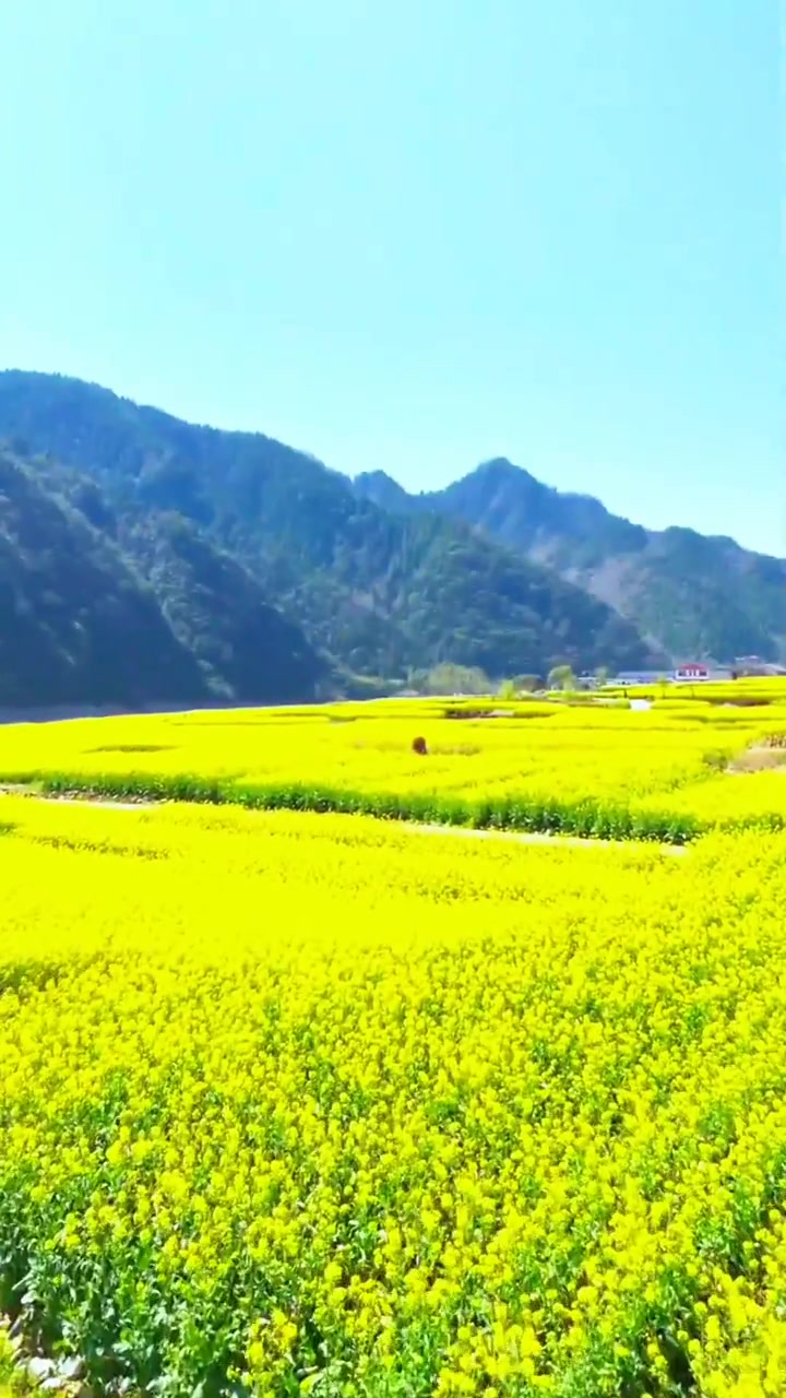 千亩油菜花进入最佳观赏期