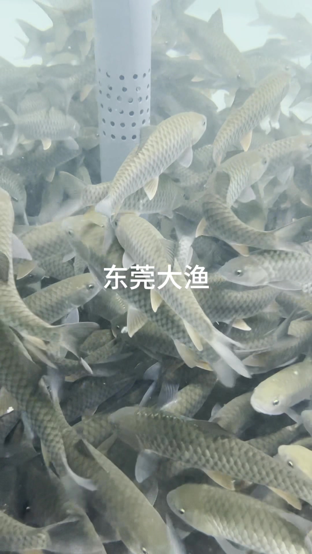 小型循环吊水养殖池#鱼虾蟹养殖 #高密度水产养殖 #海鲜池