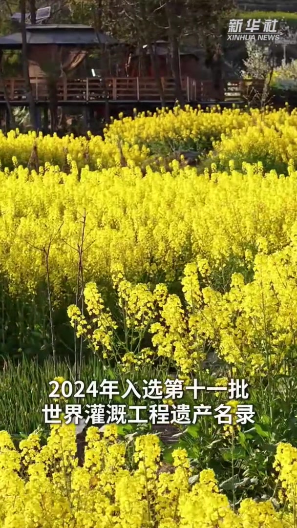 陕西汉阴:凤堰梯田金色花海绘出好春光